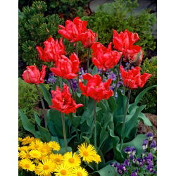 Tulipano Erna Lindgreen - pacchetto di 5 pezzi - Tulipa Erna Lindgreen
