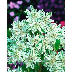 Snow on the Mountain seeds - Euphorbia marginata - 15 seeds