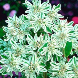 Snow on the Mountain seeds - Euphorbia marginata - 15 seeds