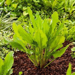 Кисељак 'Белвилски' - 100 г; спанаћни док, уски лисни док - Rumex acetosa - семе