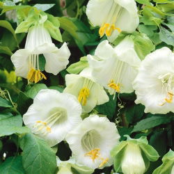 Cup dan Panggang Vine benih - Cobaea scandens - 6 biji