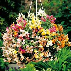 Trailing Snapdragon frø - Antirrhinum majus pendula - 100 frø