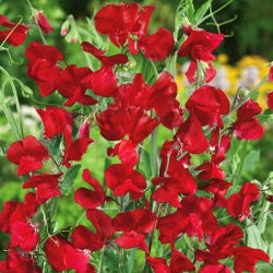 Guisante de Olor - rojo - Lathyrus odoratus - Trepa hasta 120 cm, ideal para celosías y vallas - Semillas frescas