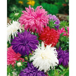 Chrysanthemum China Aster frø - Callistephus chinensis - 450 frø