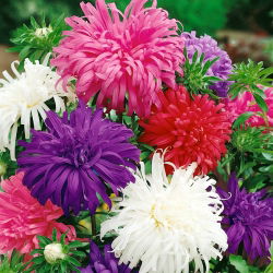 Chrysanthemum China Aster frø - Callistephus chinensis - 450 frø