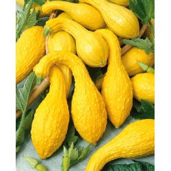 Tykev okrasná - Yellow Crookneck - Zlatavá zakřivená dýně, okrasný půvab - Čerstvá semena