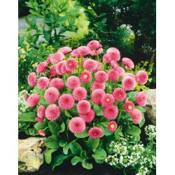 Tusensköna - Pomponette - rosa - Bellis perennis - Perfekt rosa elegans för planteringar och rabatter - Färska frön