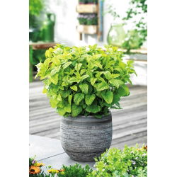 Lemon Balm, hạt Melissa - Melissa officinalis - 1000 hạt