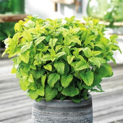 Lemon Balm, hạt Melissa - Melissa officinalis - 1000 hạt