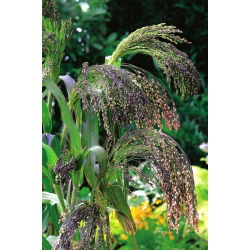 Panic Grass seeds - Panicum violaceum - 600 semien - semená