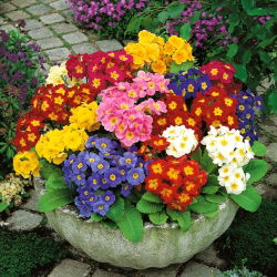 Hạt giống Primrose Crescendo - Primula elatior - 330 hạt