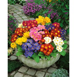 Hạt giống Primrose Crescendo - Primula elatior - 330 hạt