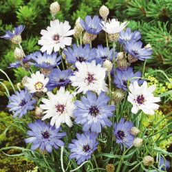 Hạt giống Cupid's - Catananche caerulea - 80 hạt - Catanache caerulea