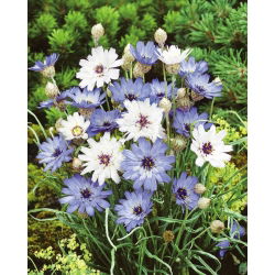 Hạt giống Cupid's - Catananche caerulea - 80 hạt - Catanache caerulea