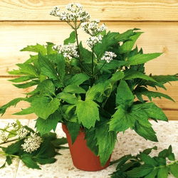 Valeriana - Valeriana officinalis - Alivia el estrés, complemento perfecto para el jardín - Semillas frescas