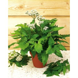 Valeriana - Valeriana officinalis - Alivia el estrés, complemento perfecto para el jardín - Semillas frescas