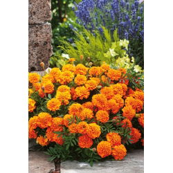 Marigold Boy Orange hạt giống - Tagetes patula nana fl. pl. - 300 hạt - Tagetes patula L.