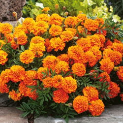 Marigold Boy Orange hạt giống - Tagetes patula nana fl. pl. - 300 hạt - Tagetes patula L.