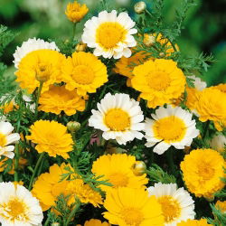 Glebionis coronaria - Miscuglio - Chrysanthemum coronarium - Fioriture estive radiose - Semi Freschi