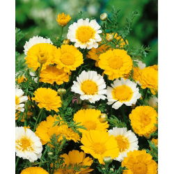 Glebionis coronaria - Miscuglio - Chrysanthemum coronarium - Fioriture estive radiose - Semi Freschi