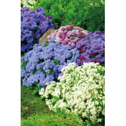 Agerantum, Floss Sjeme cvijeća - Ageratum houstonianum Mill. - 3750 sjemenki - sjemenke