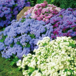 Agerantum, Floss Sjeme cvijeća - Ageratum houstonianum Mill. - 3750 sjemenki - sjemenke