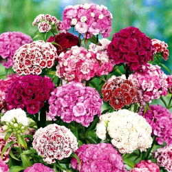 Sementes Sweet William Double Mix - Dianthus barbatus - 900 sementes