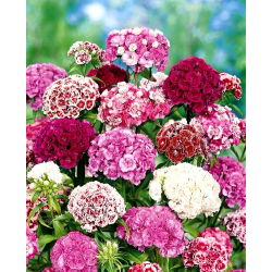 Sementes Sweet William Double Mix - Dianthus barbatus - 900 sementes