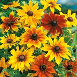 Pinewoods Coneflower blandede frø - Rudbeckia bicolor - 1500 frø - Rudbeckia hirta.