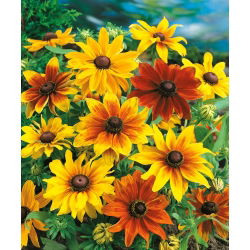 Pinewoods Coneflower blandede frø - Rudbeckia bicolor - 1500 frø - Rudbeckia hirta.