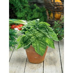 Salata od bosiljka Listovi listova - Ocimum basilicum - 325 sjemenki - sjemenke