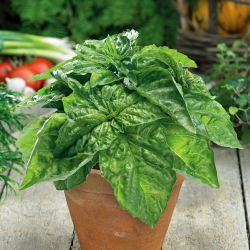 Salata od bosiljka Listovi listova - Ocimum basilicum - 325 sjemenki - sjemenke