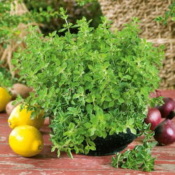 Greek oregano - Origanum vulgare ssp. hirtum - Intense Flavour, Ideal Herb for Dishes! - Fresh Seeds