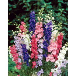 Nemțișori de grădină - amestec de culori - Delphinium consolida - Spicuri înalte, pentru o expoziție de cabană remarcabilă - Semințe proaspete