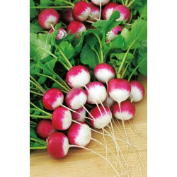 Radish "Caro" - intenziven, okusen okus - 850 semen - Raphanus sativus L. - semena