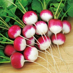 Radish "Caro" - intenziven, okusen okus - 850 semen - Raphanus sativus L. - semena