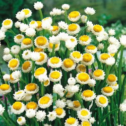 Ammobium alatum - Wiekuistka