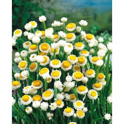 Ammobium alatum - Wiekuistka