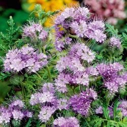 Vanlig honningurt - 30 gram - 30000 frø - Phacelia tanacetifolia