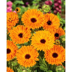 Tarhakehäkukka - Indian Prince - 240 siemenet - Calendula officinalis