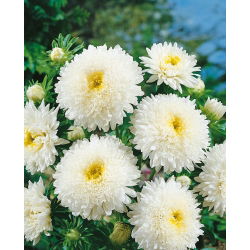 Witte chinese "Princess" aster - 500 zaden - Callistephus chinensis