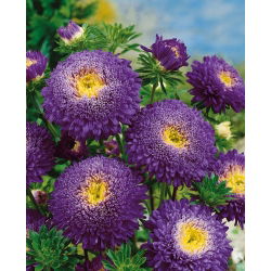 Donkerpaarse chinese "Princess" aster - 500 zaden - Callistephus chinensis