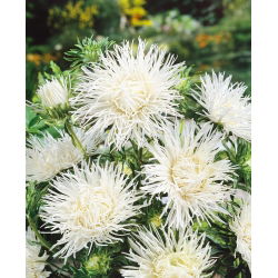 Callistephus chinensis - 500 zaden - wit
