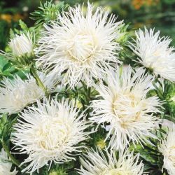 Callistephus chinensis - 500 zaden - wit