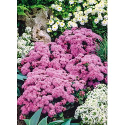 Pink flossflower, - 3500 sjemenki - Ageratum houstonianum - sjemenke