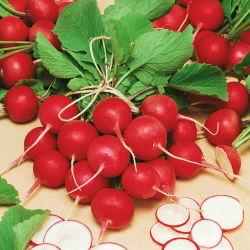 Redkev "Cherry Belle" - 850 semen - Raphanus sativus L. - semena