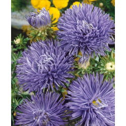 Blauwe naald petal china aster, jaarlijkse aster - 500 zaden - Callistephus chinensis