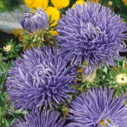 Blauwe naald petal china aster, jaarlijkse aster - 500 zaden - Callistephus chinensis
