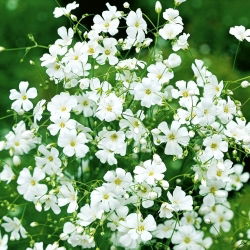 Schleierkraut - Weiß - Gypsophila elegans - Zarte Weißblüten, perfekt für Sträuße - Samen