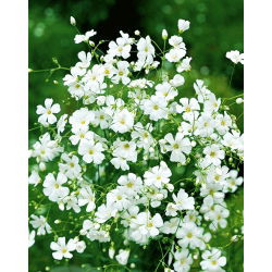Schleierkraut - Weiß - Gypsophila elegans - Zarte Weißblüten, perfekt für Sträuße - Samen